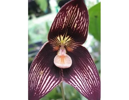 orchidee dracula