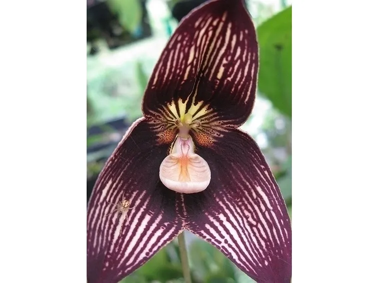 orchidee dracula