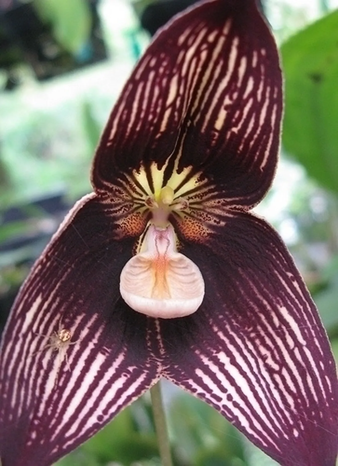 orchidee dracula