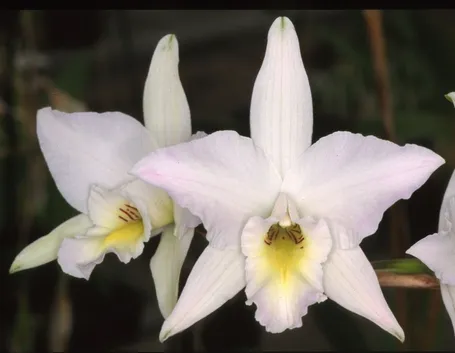 orchidee laelia