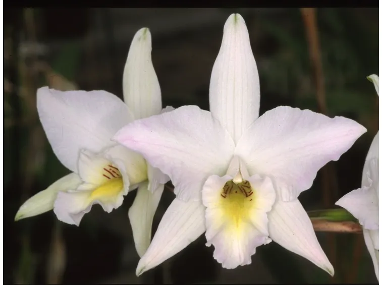 orchidee laelia