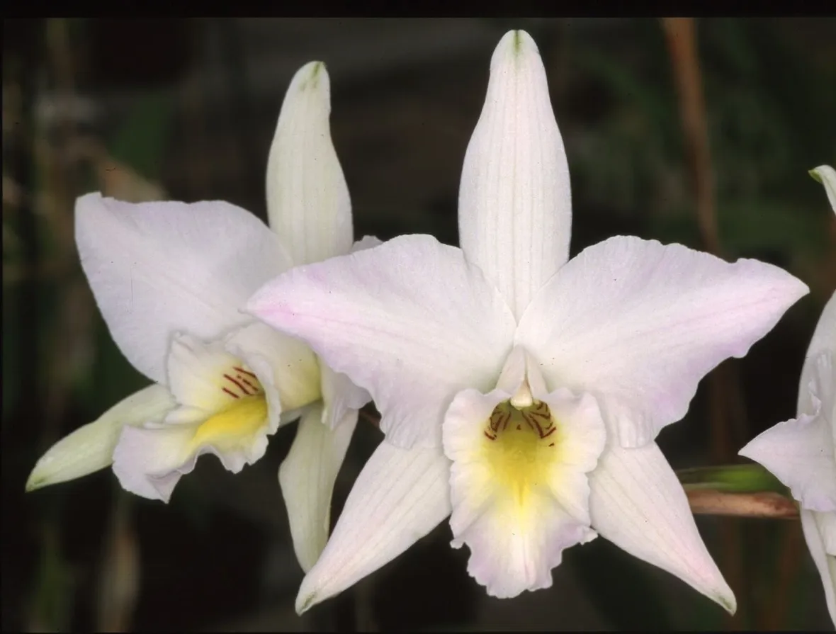 orchidee laelia