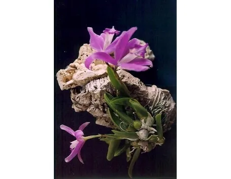 orchidee laelia-2