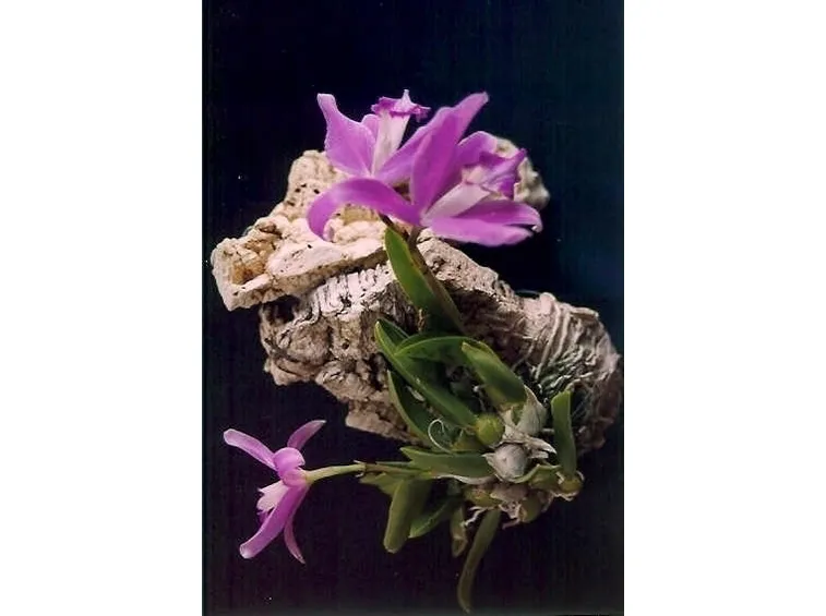 orchidee laelia-2