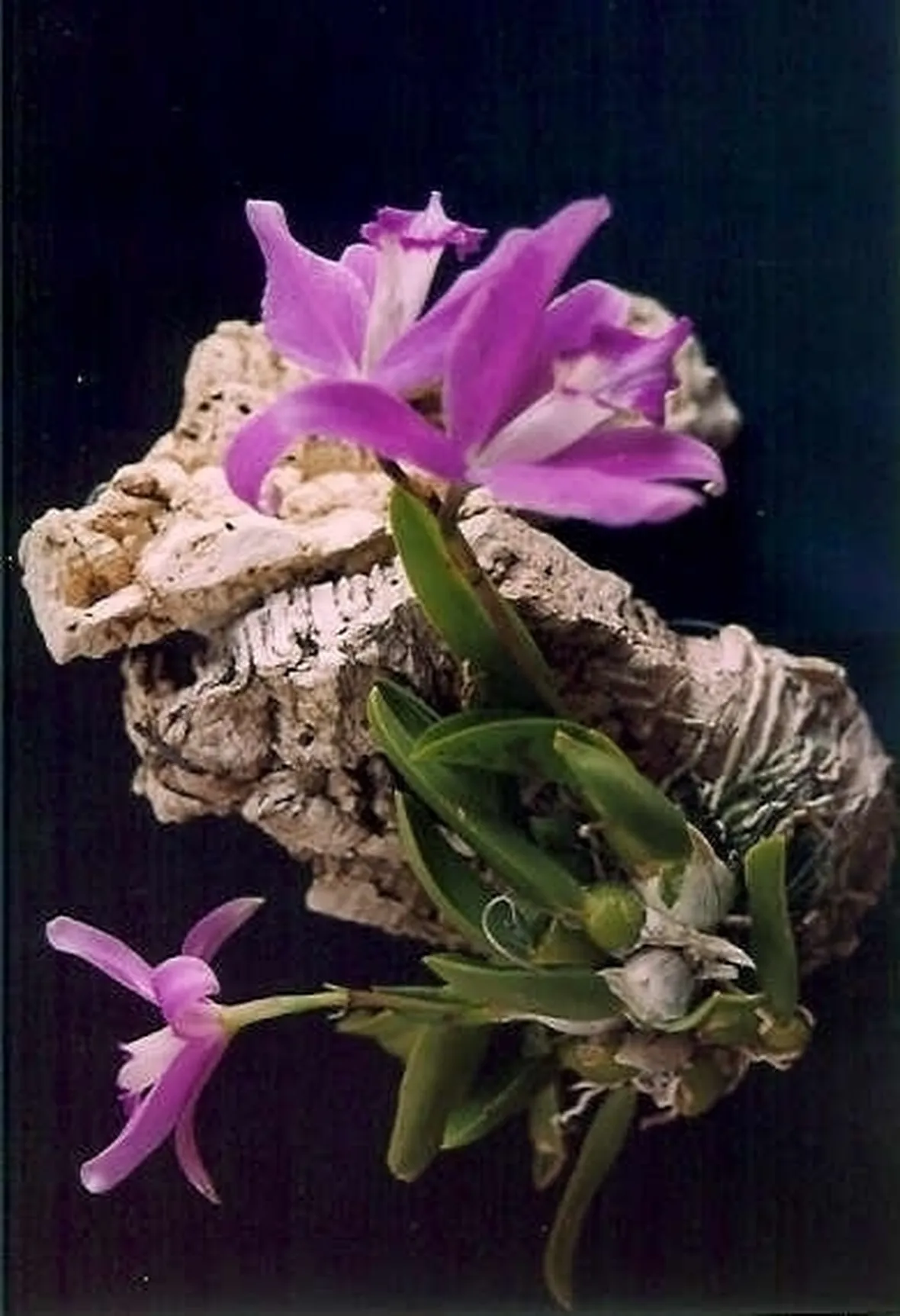 orchidee laelia-2