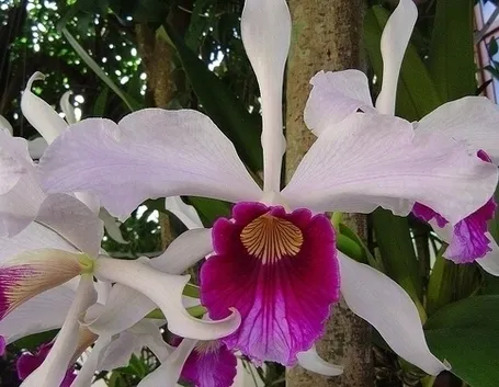 orchidee laelia-3