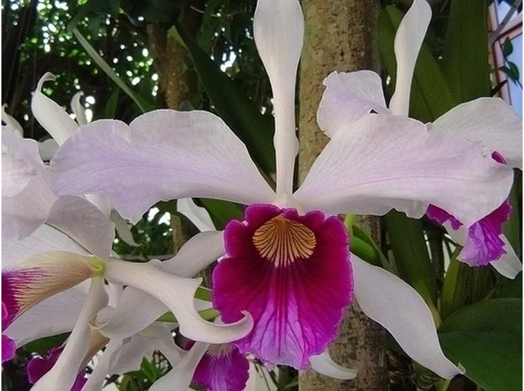 orchidee laelia-3