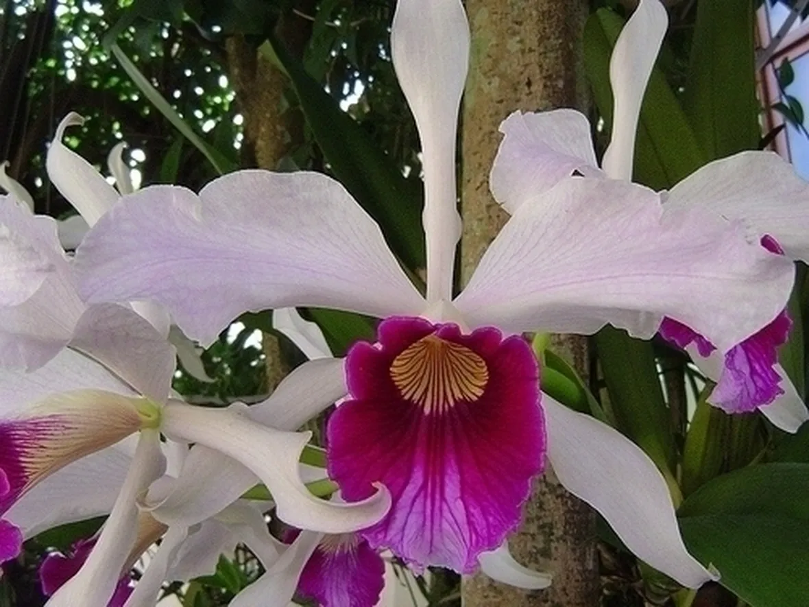 orchidee laelia-3
