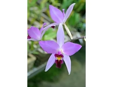 orchidee laelia-4