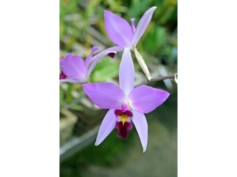 orchidee laelia-4