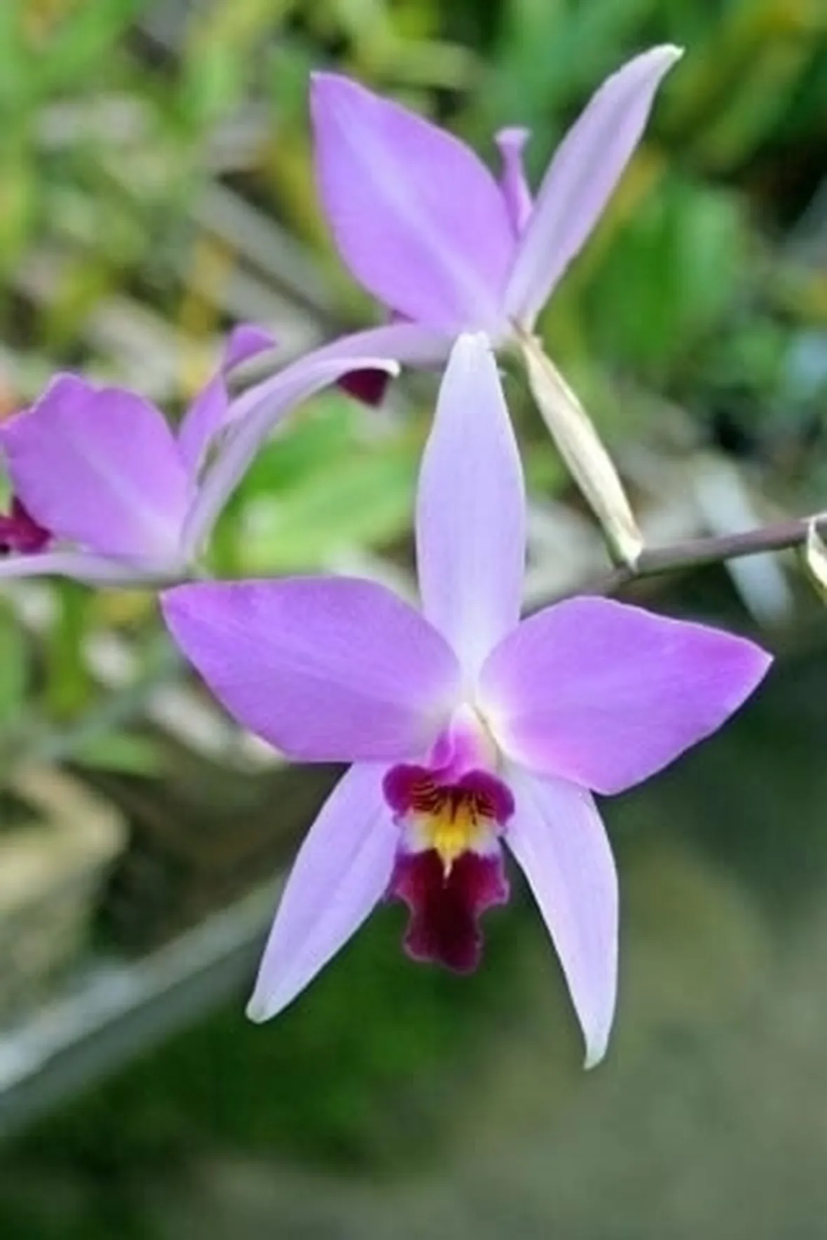 orchidee laelia-4
