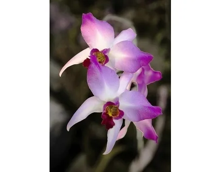 orchidee laelia-5