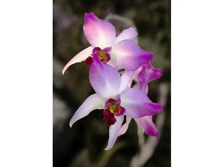orchidee laelia-5