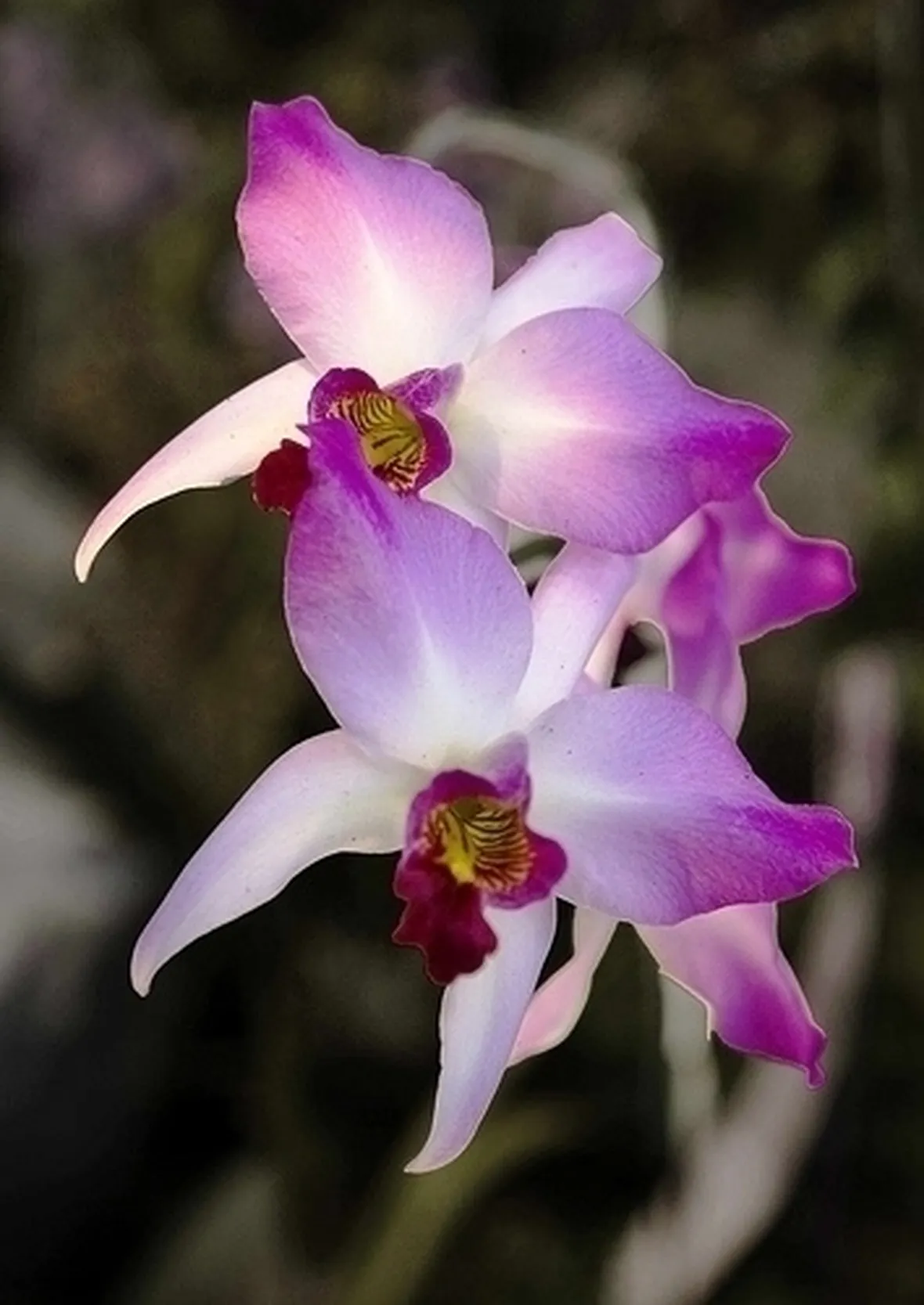 orchidee laelia-5