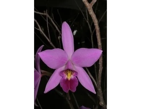 orchidee laelia-6