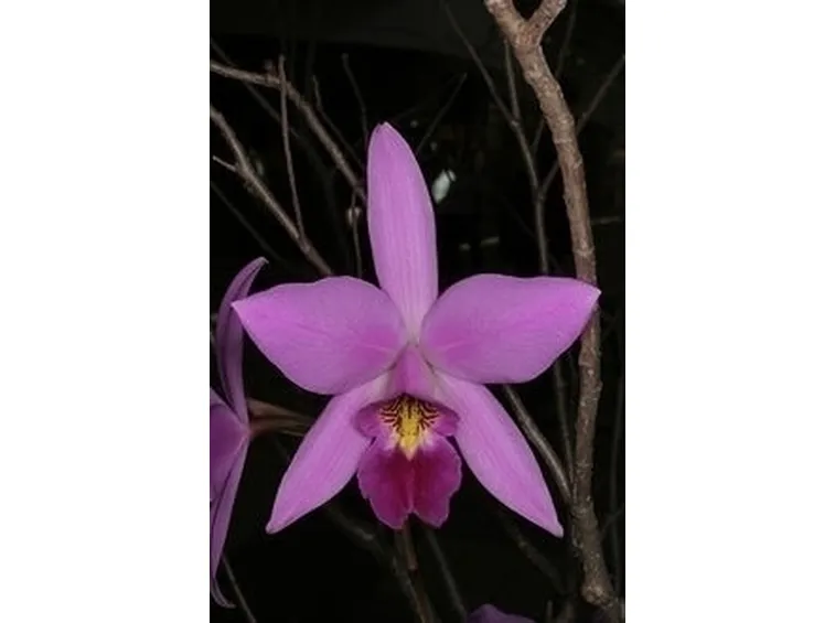 orchidee laelia-6