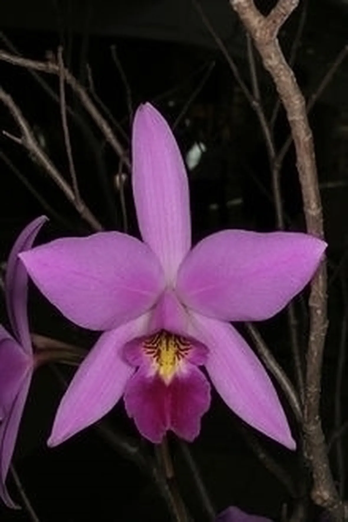 orchidee laelia-6