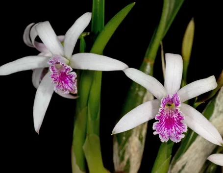 orchidee laelia