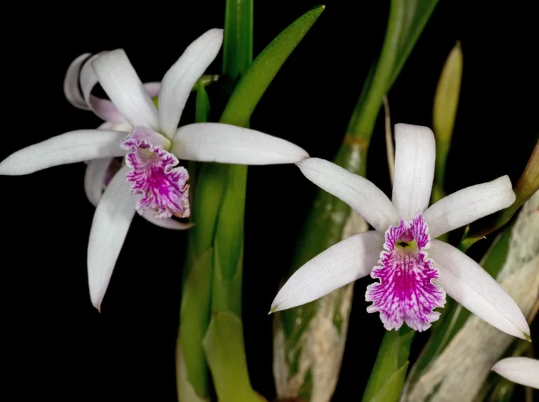 orchidee laelia