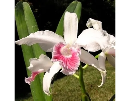 orchidee laelia-8