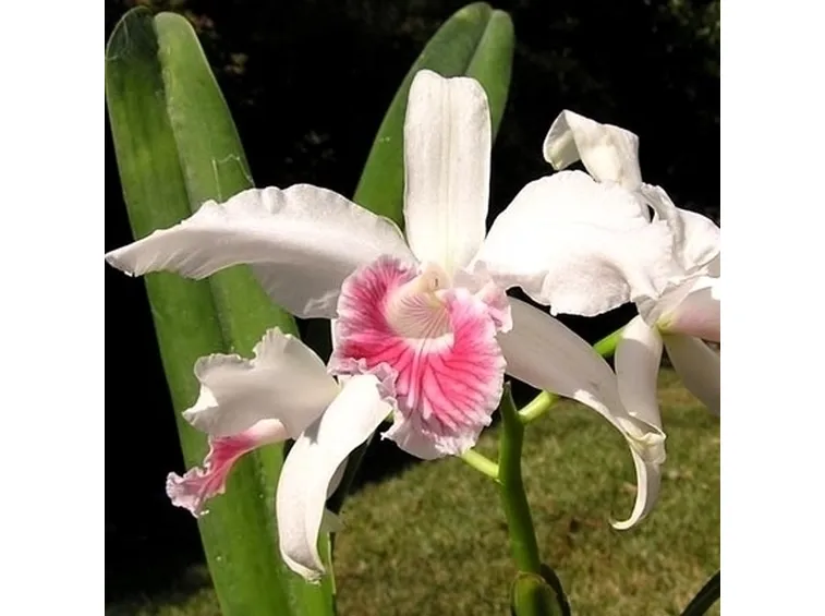 orchidee laelia-8
