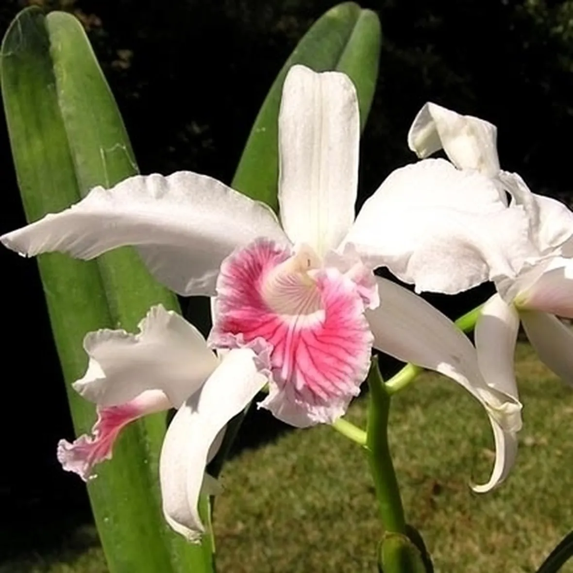 orchidee laelia-8