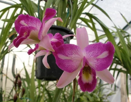 orchidee laelia-9