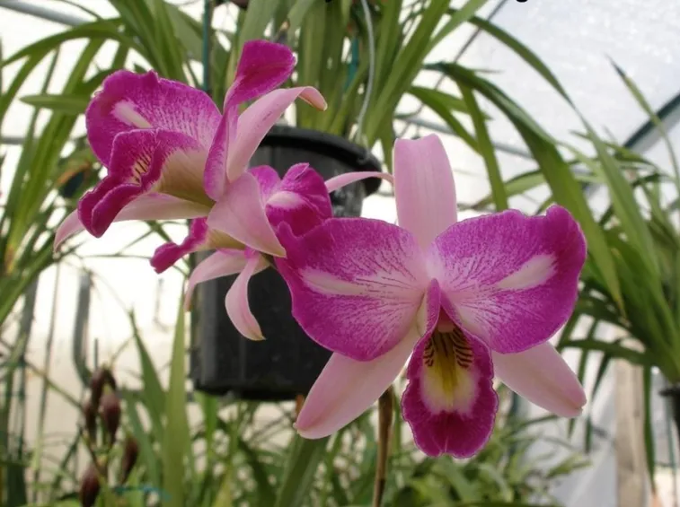 orchidee laelia-9