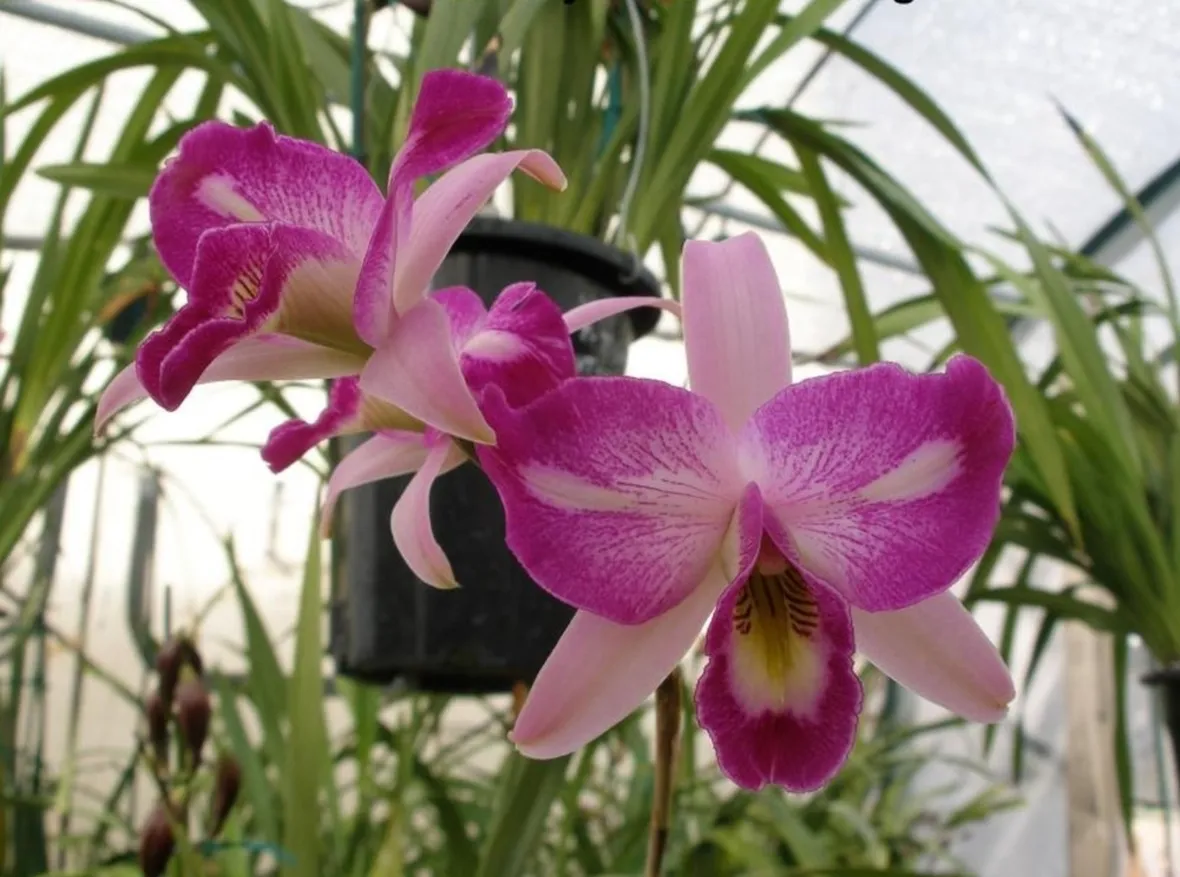 orchidee laelia-9