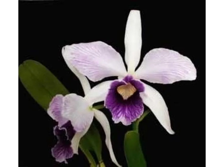 orchidee laelia