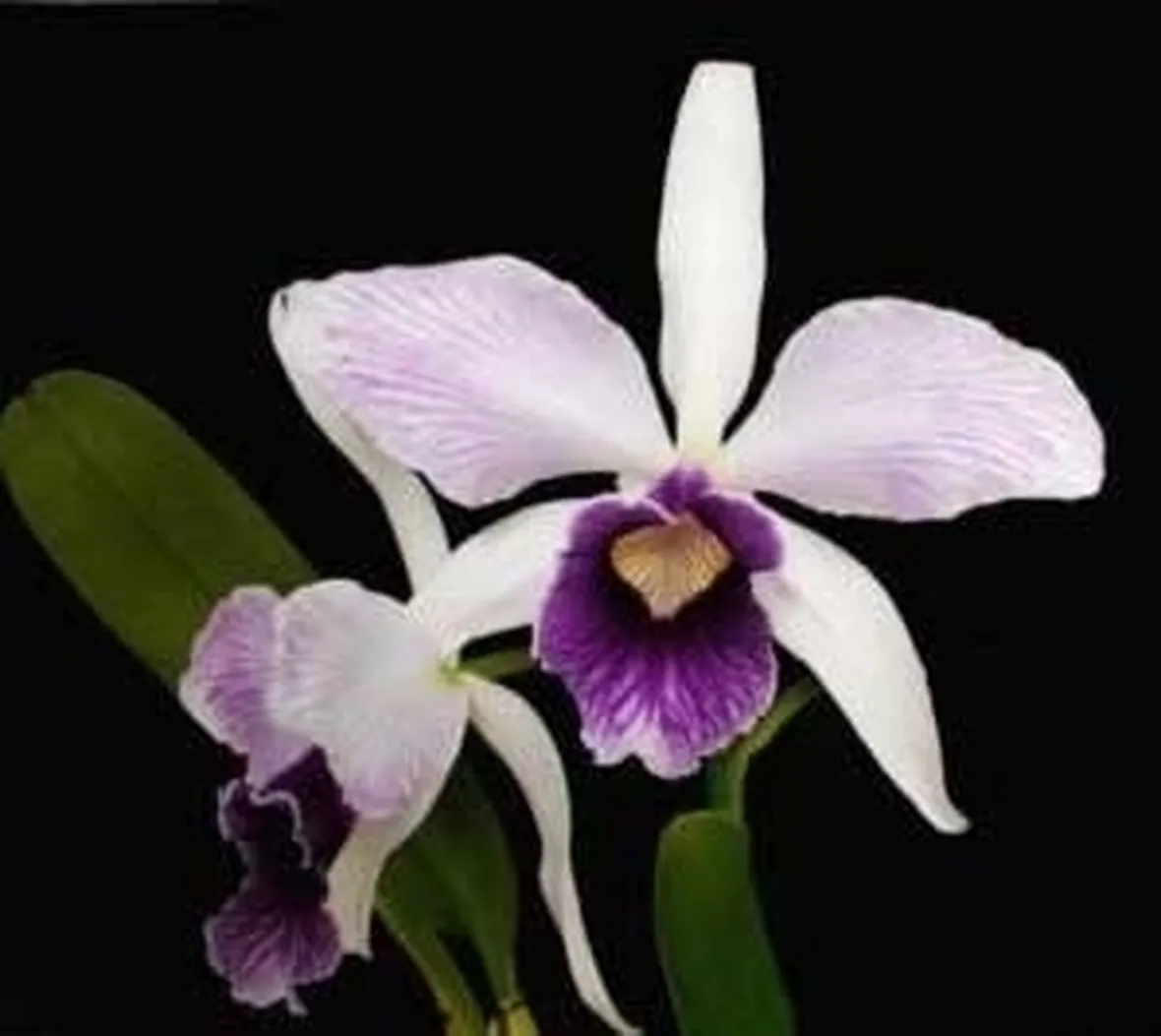orchidee laelia