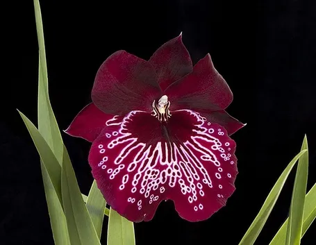 orchidee miltonia-1
