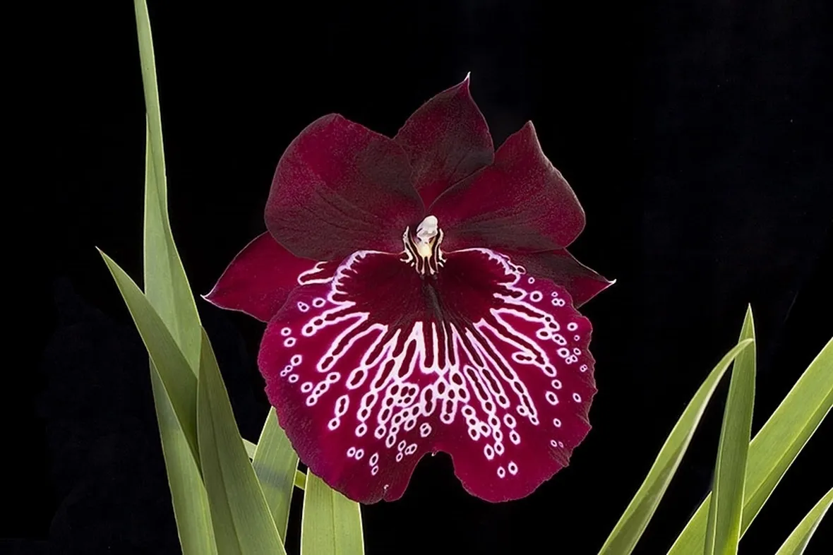 orchidee miltonia-1