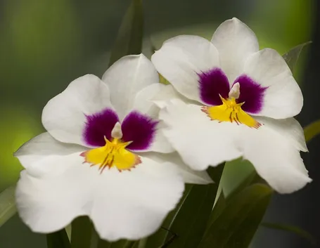 orchidee miltonia