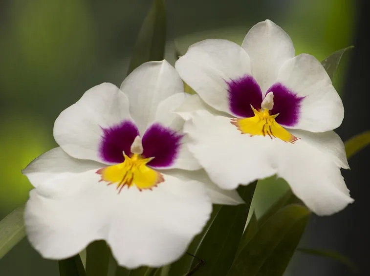 orchidee miltonia
