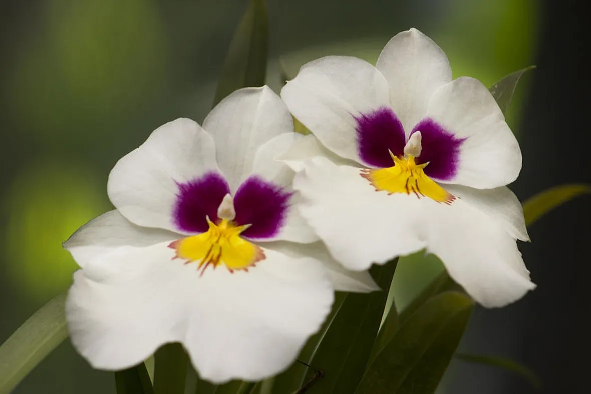 orchidee miltonia