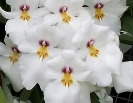 orchidee miltonia-3