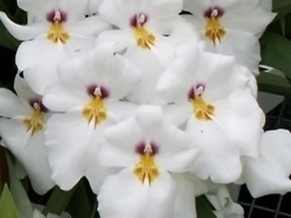 orchidee miltonia-3