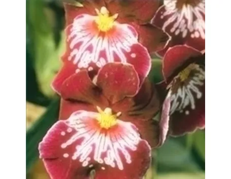 orchidee miltonia-4