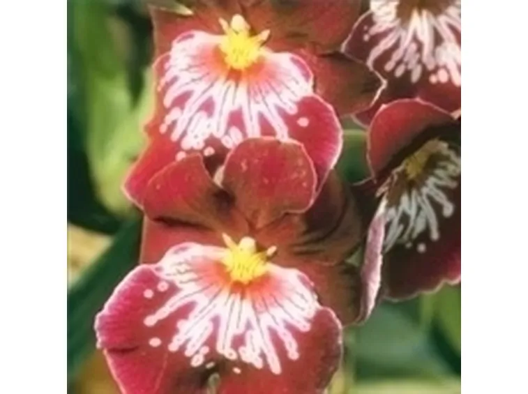 orchidee miltonia-4