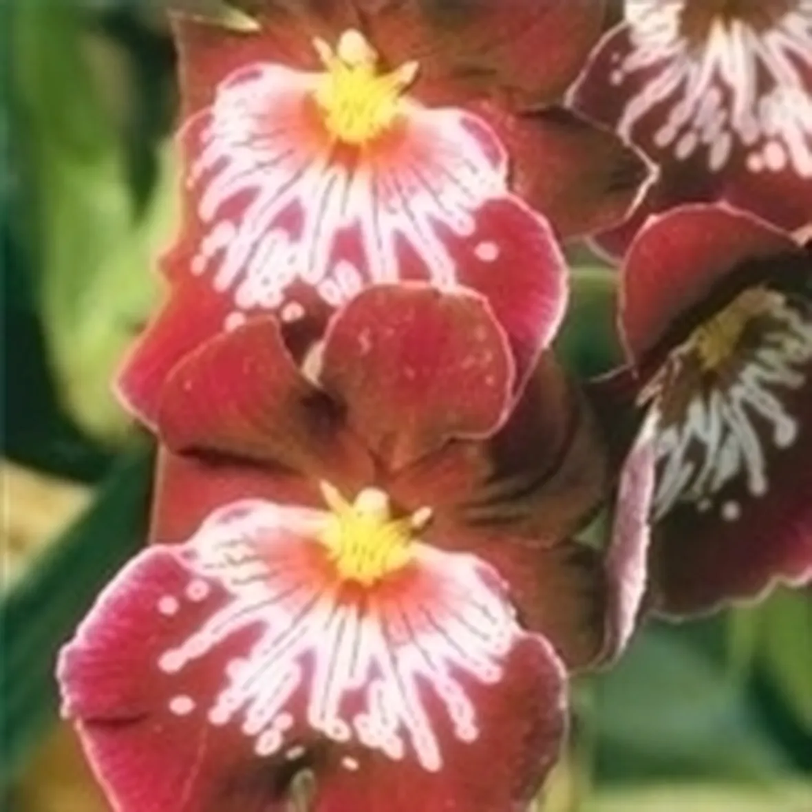 orchidee miltonia-4