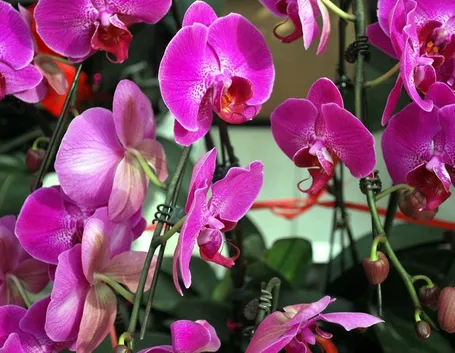 orchidee miltonia-5