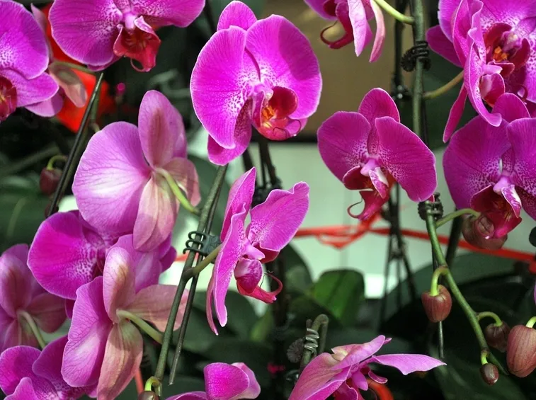orchidee miltonia-5
