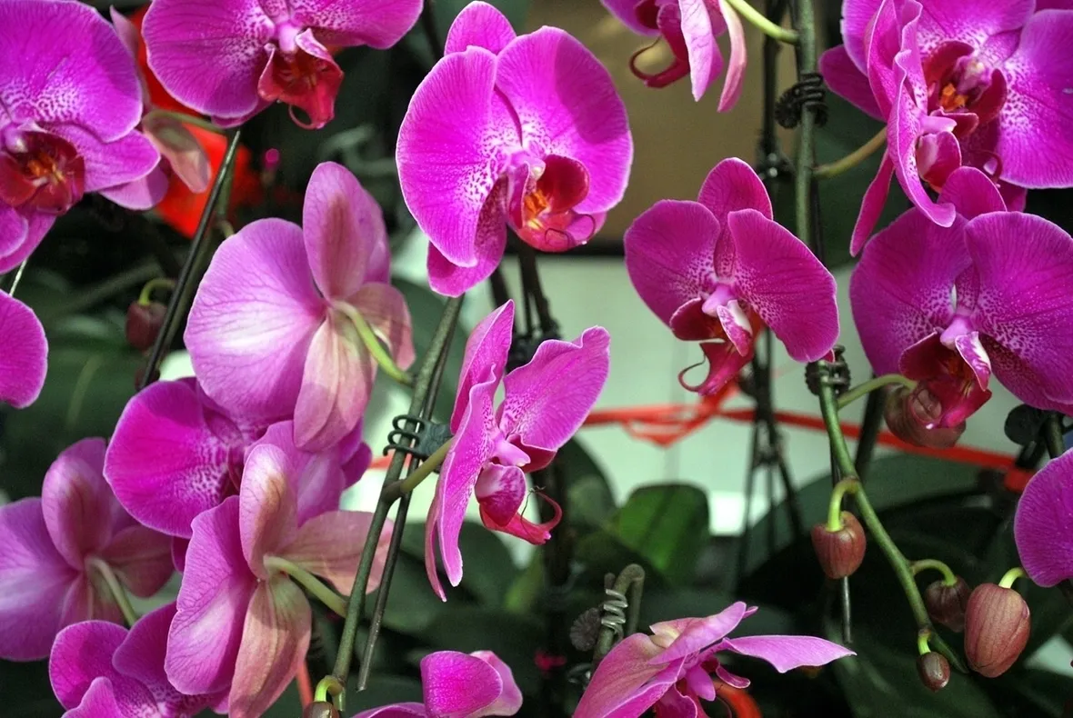 orchidee miltonia-5