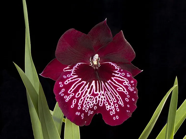 orchidee miltonia-6