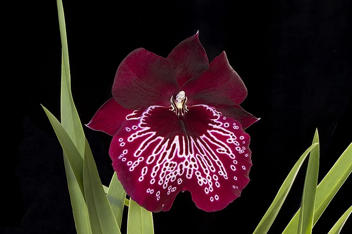 orchidee miltonia-6
