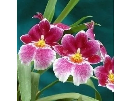 orchidee miltonia-7