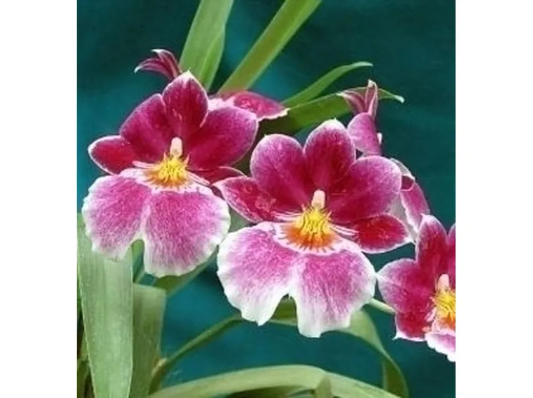 orchidee miltonia-7