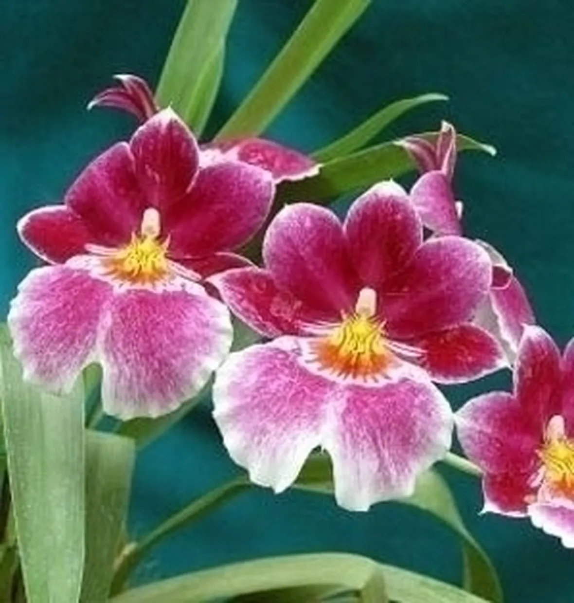 orchidee miltonia-7