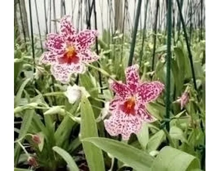 orchidee miltonia-8